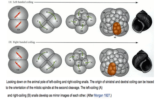 coiling2